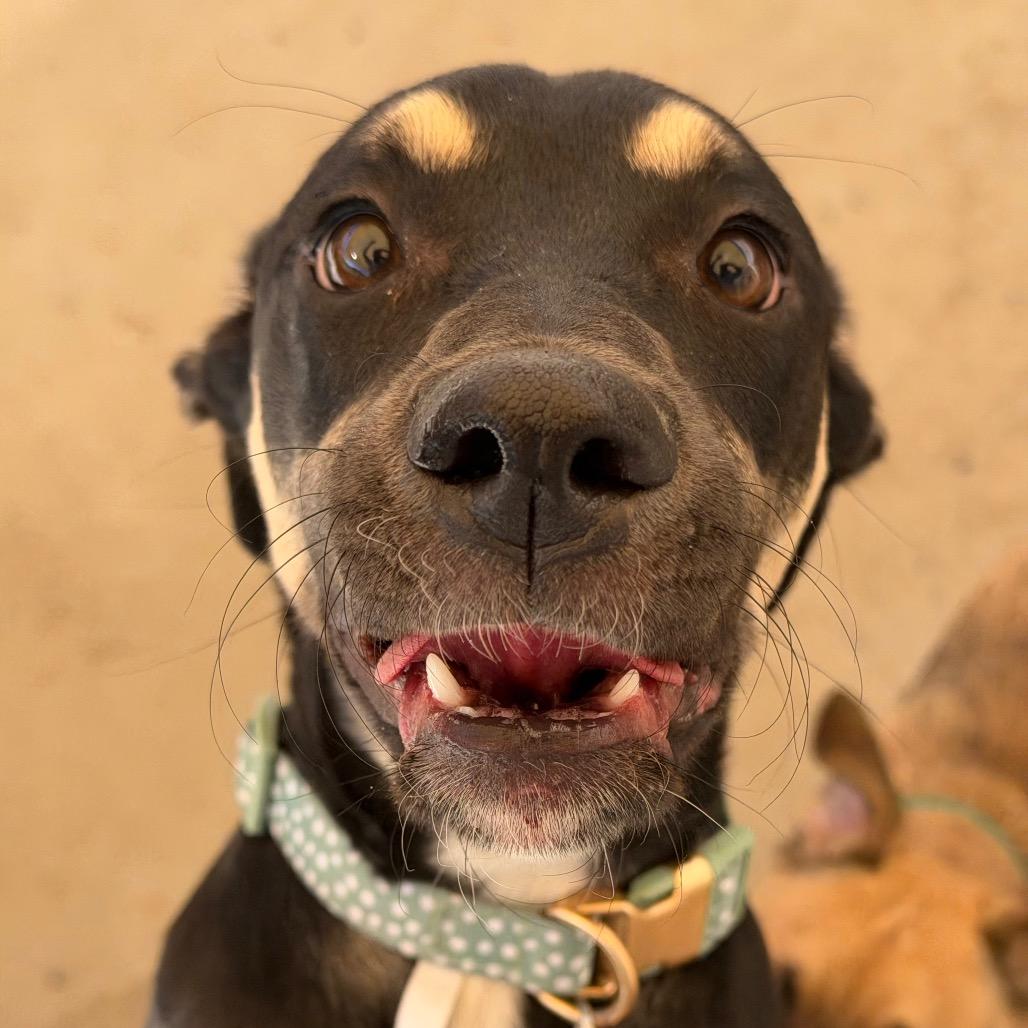 Shay, Adoptable, Young Female Labrador Retriever & Shepherd.