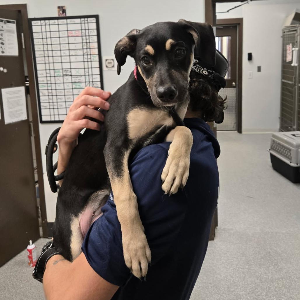 Enlarge Shay, a Adoptable mixed breed in Durango, CO image 2/2