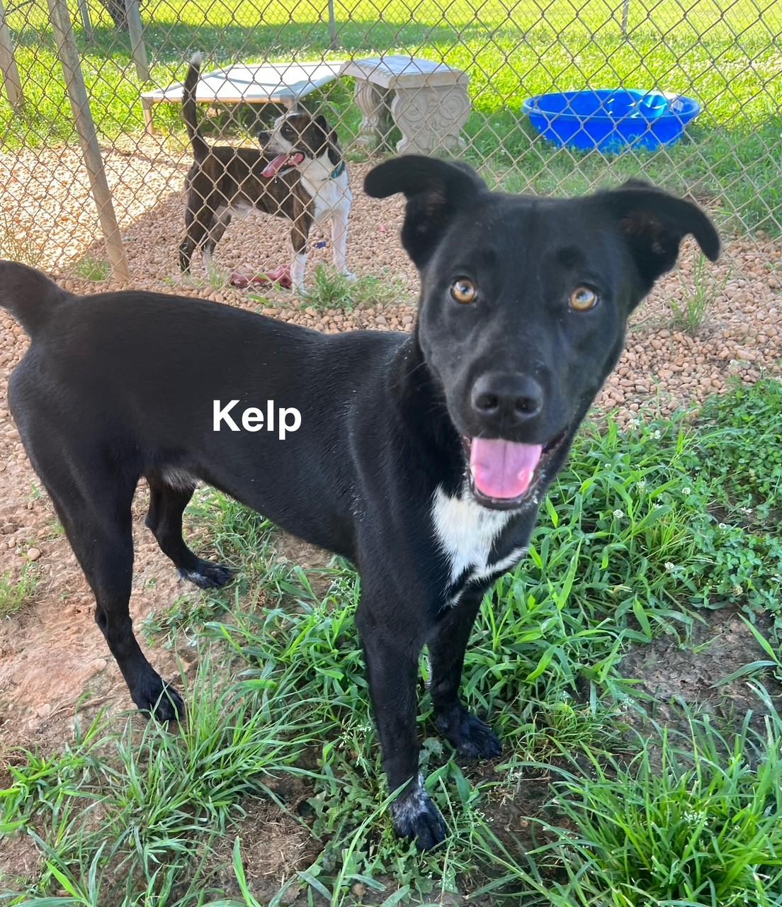 Kelp