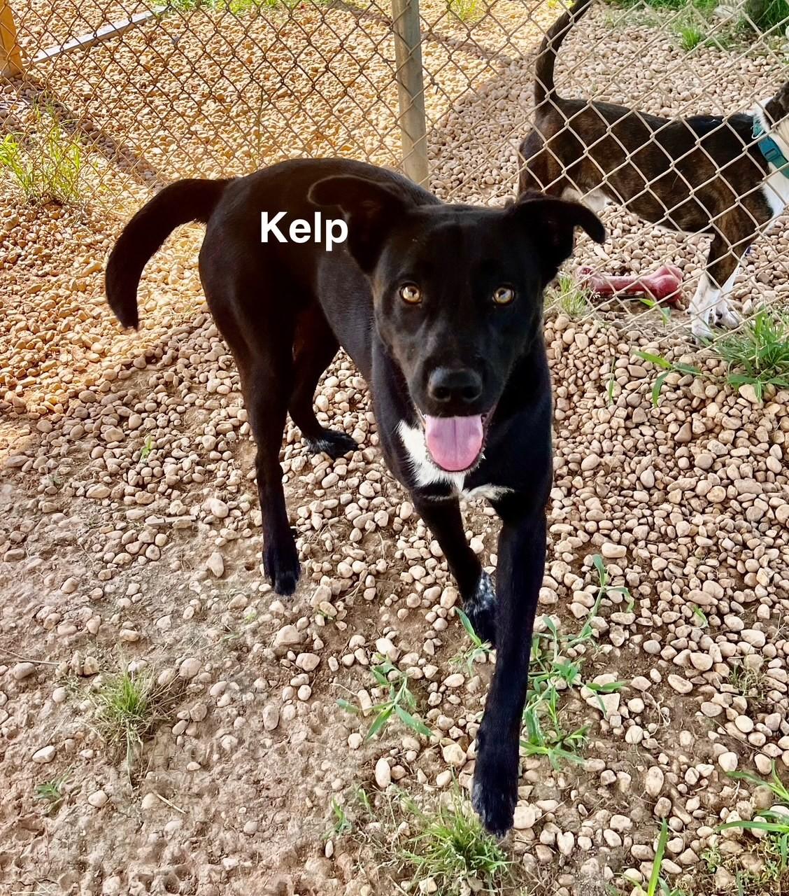 Kelp