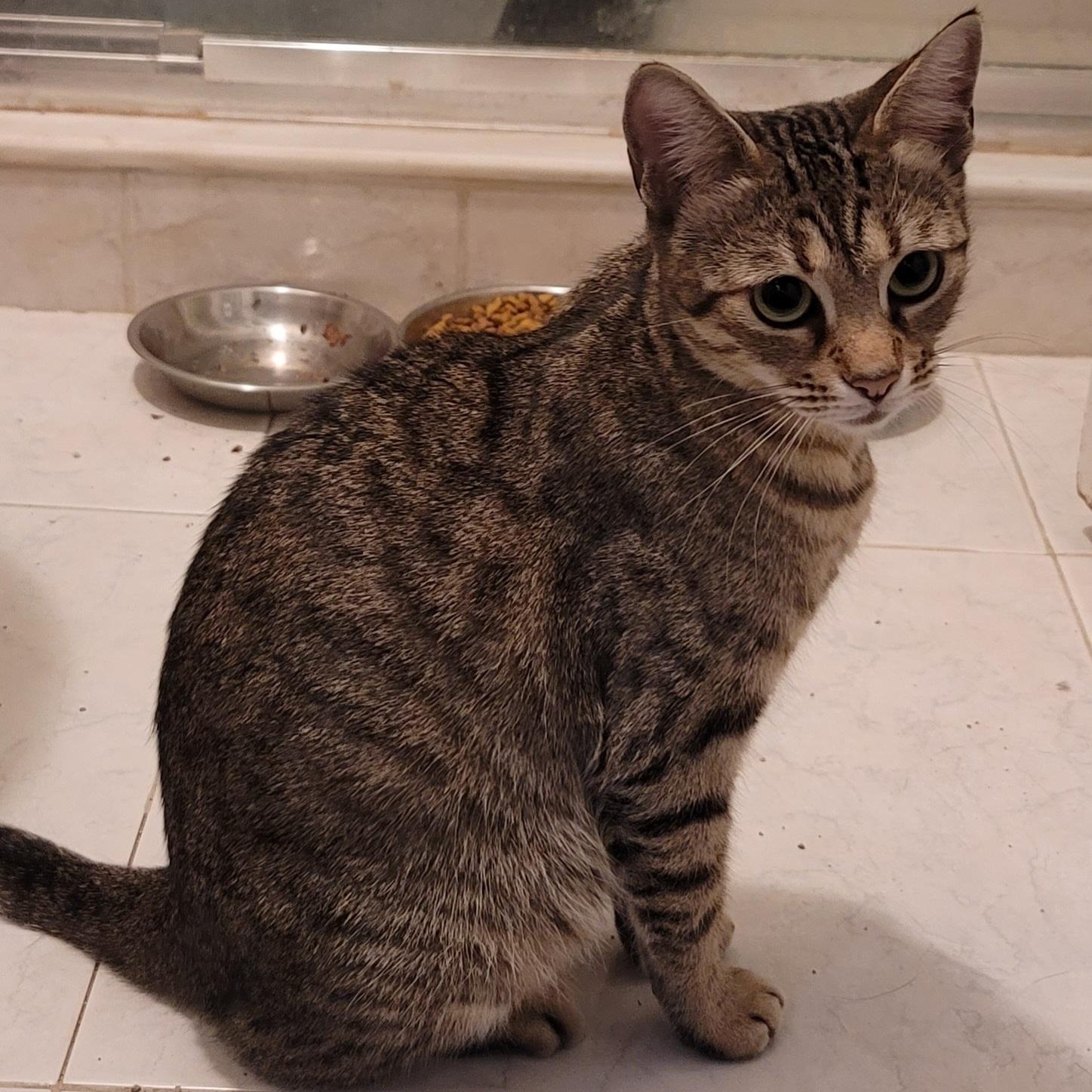 Enlarge Zelda, a ADOPTABLE Domestic Short Hair in Orlando, FL image 2/3