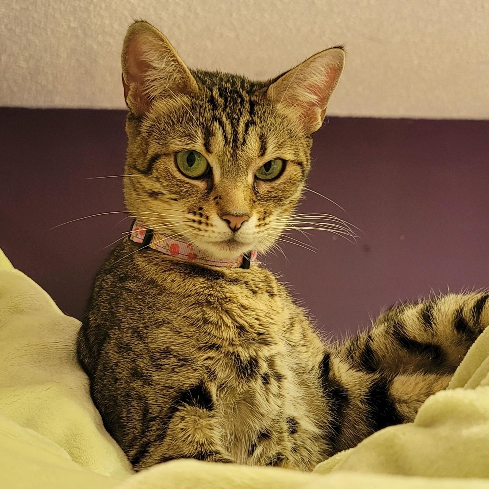 Enlarge Zelda, a ADOPTABLE Domestic Short Hair in Orlando, FL image 1/3