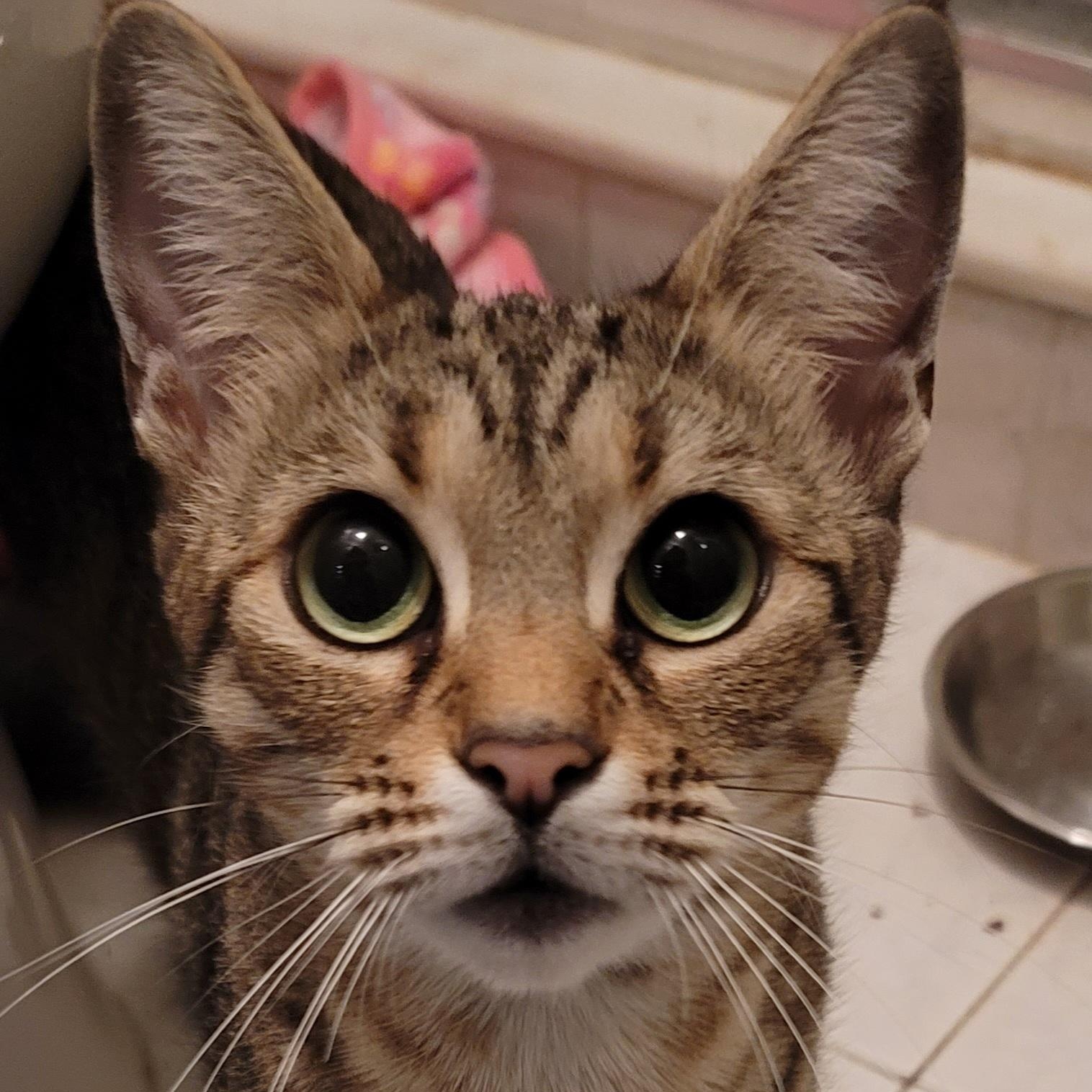 Enlarge Zelda, a ADOPTABLE Domestic Short Hair in Orlando, FL image 3/3