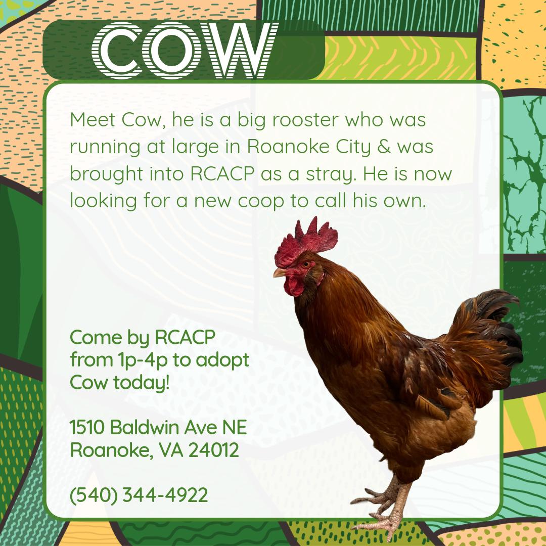 Cow, adopted, Adult Male Chicken.