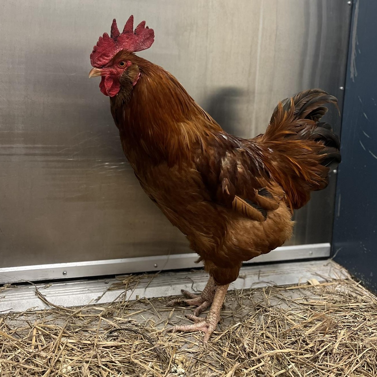 Cow, an adopted Chicken in Roanoke, VA image 2/2