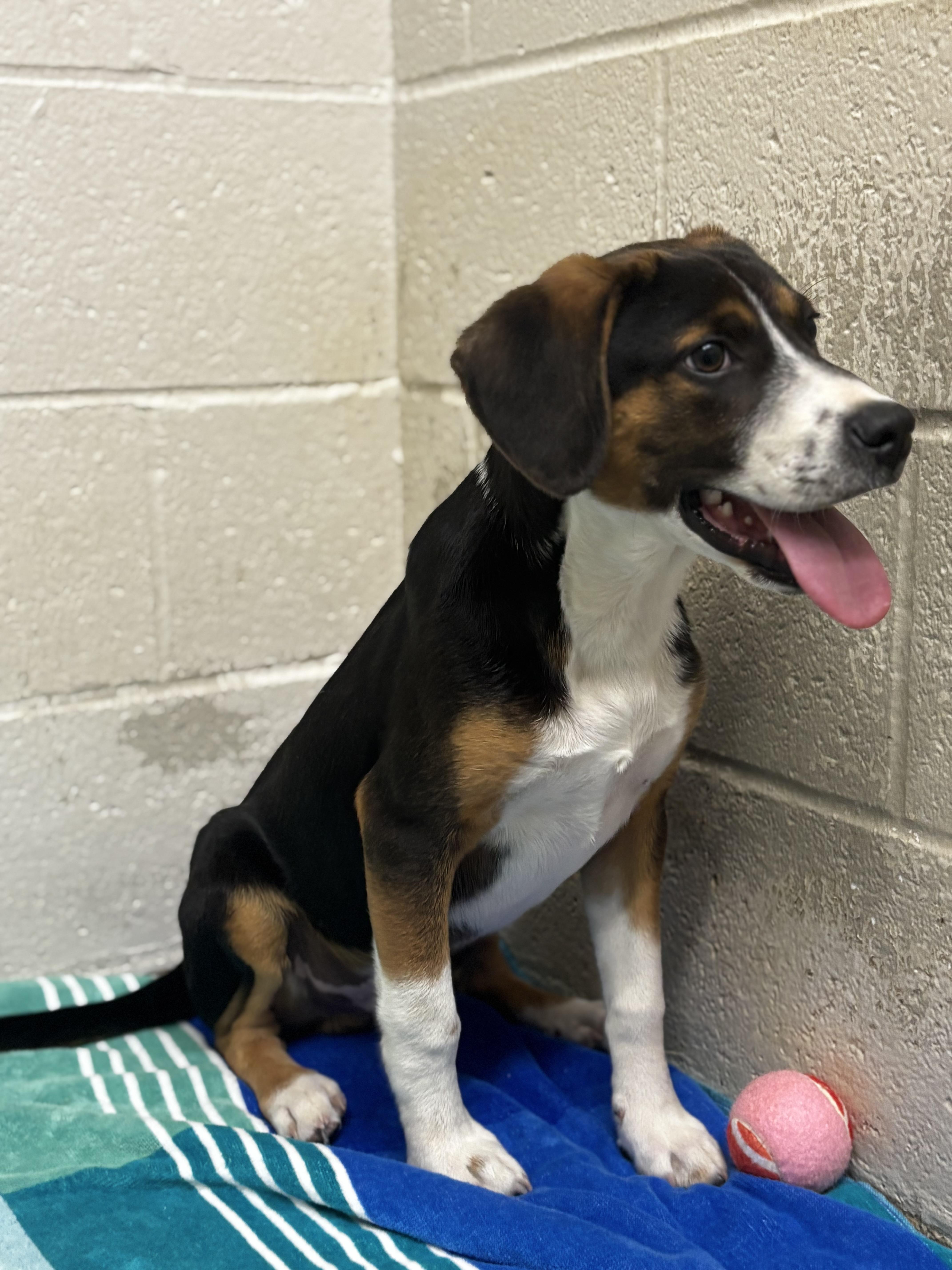 Enlarge Archer, a Adoptable mixed breed in Collierville, TN image 3/4