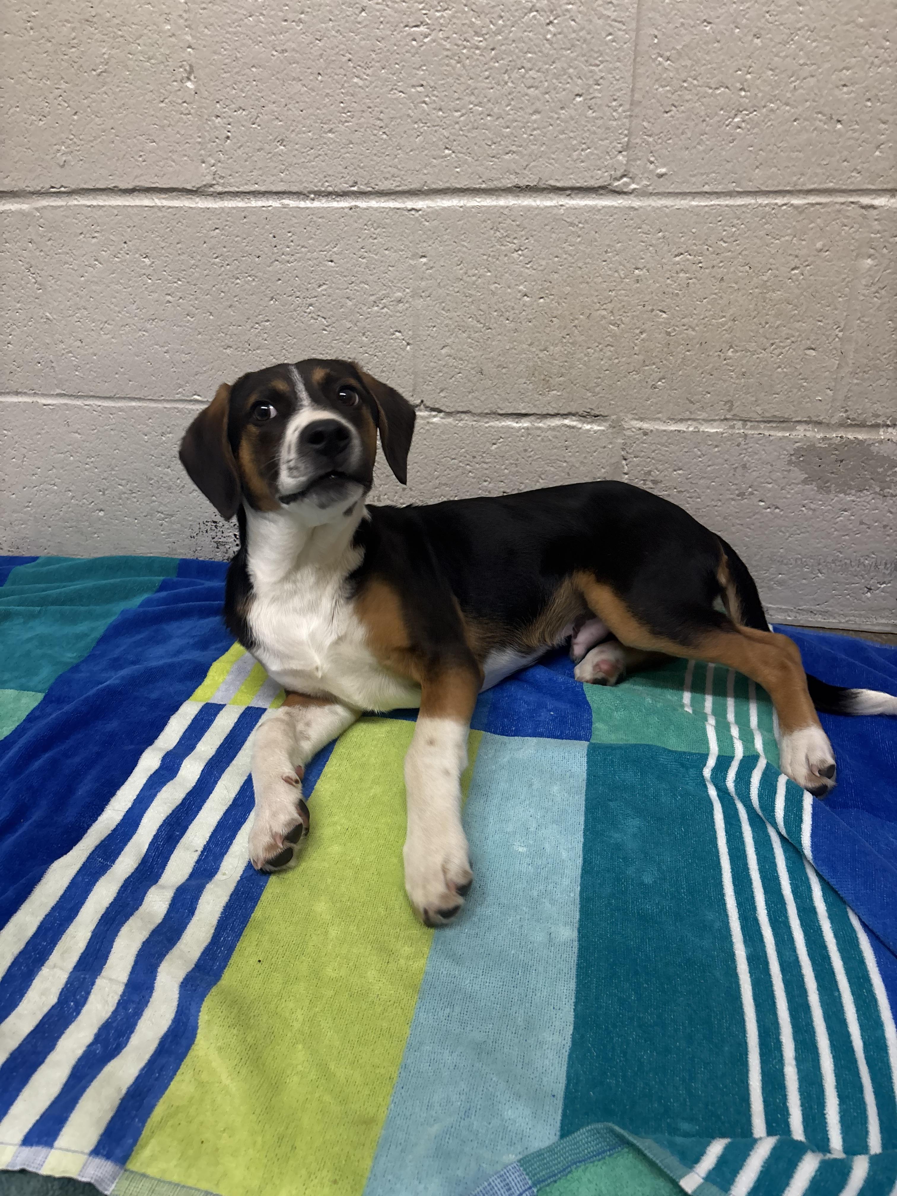 Enlarge Archer, a Adoptable mixed breed in Collierville, TN image 4/4