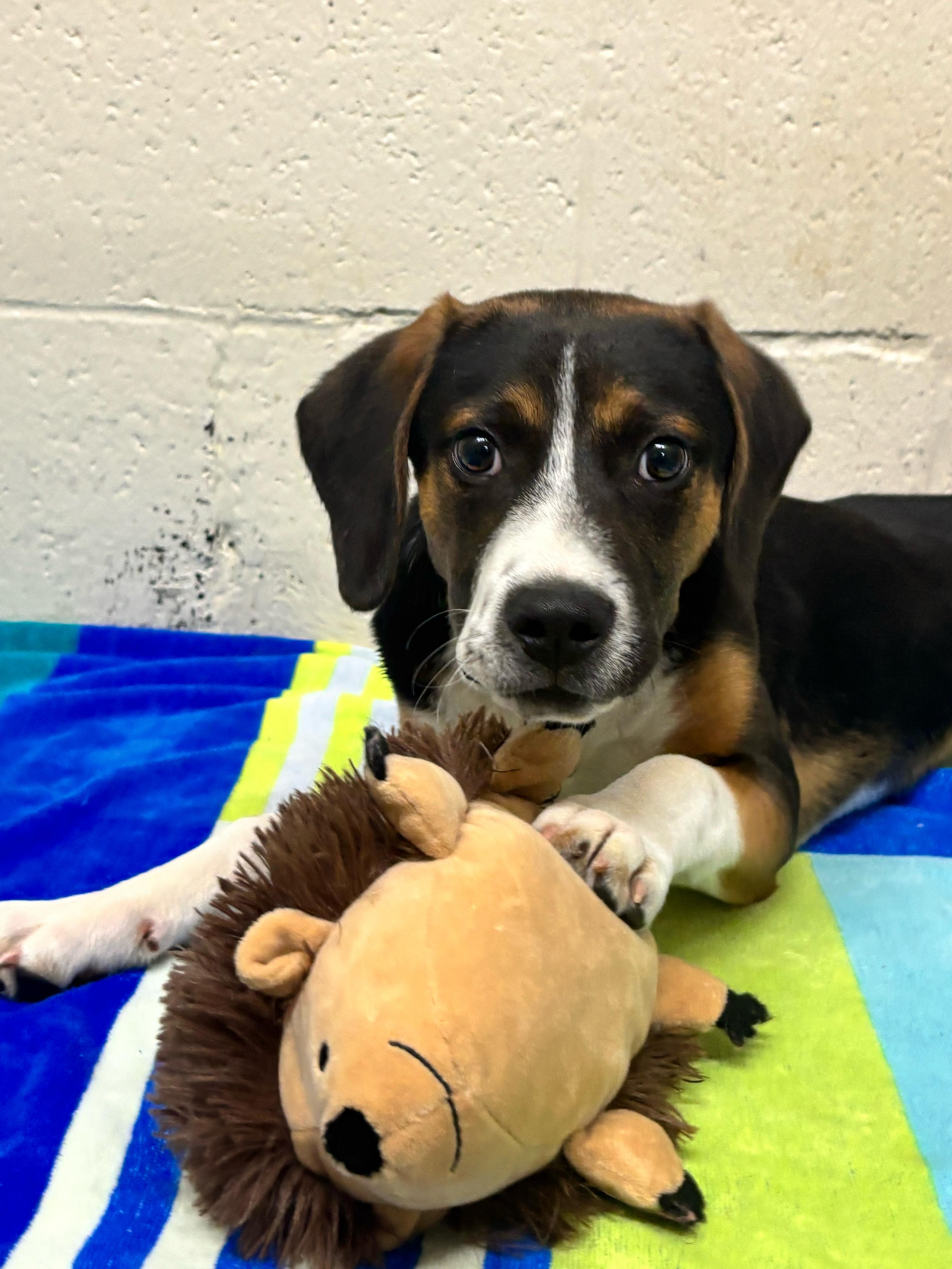 Archer, Adoptable, Puppy Male Beagle.