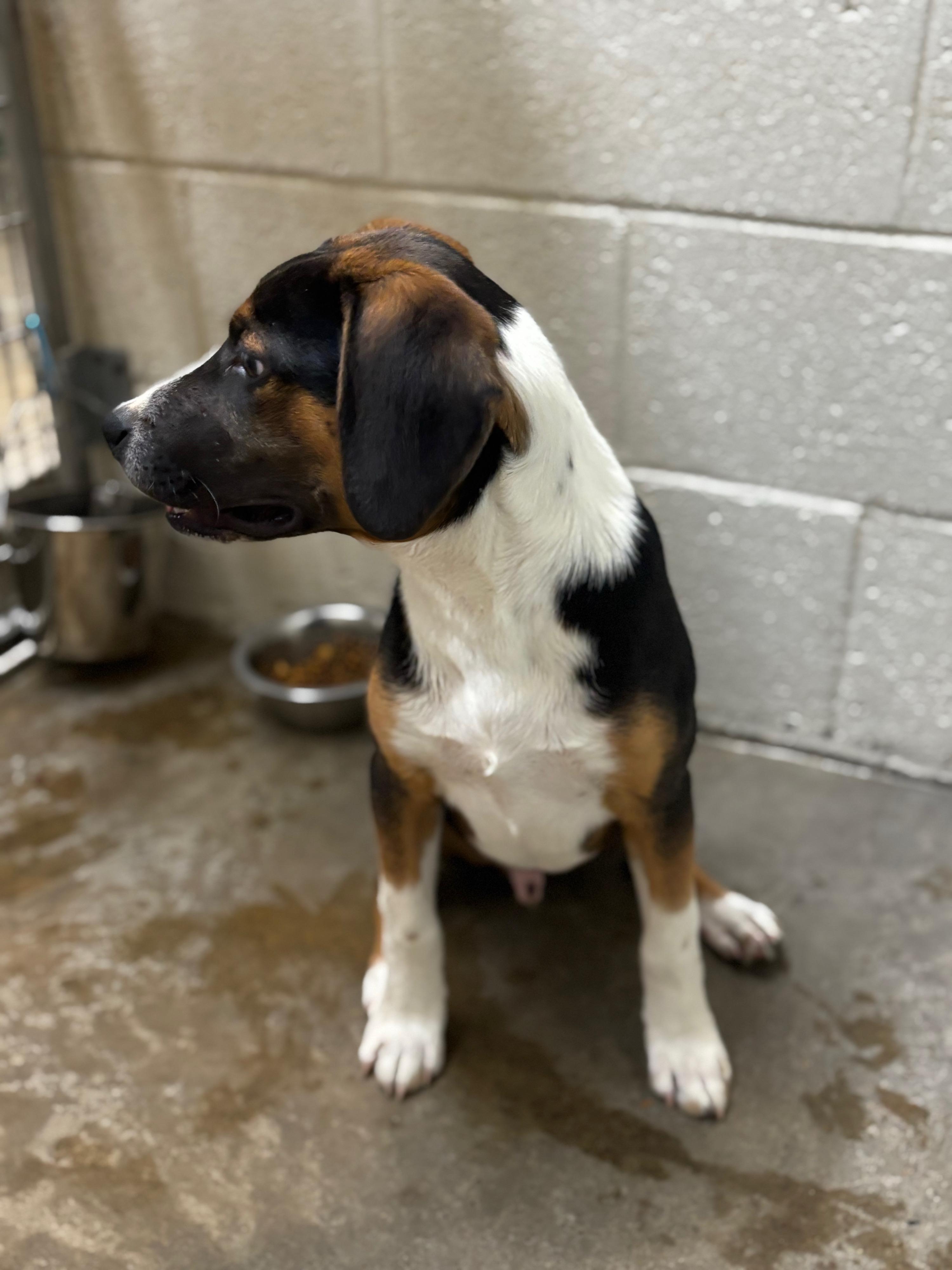 Enlarge Archer, a Adoptable mixed breed in Collierville, TN image 2/4