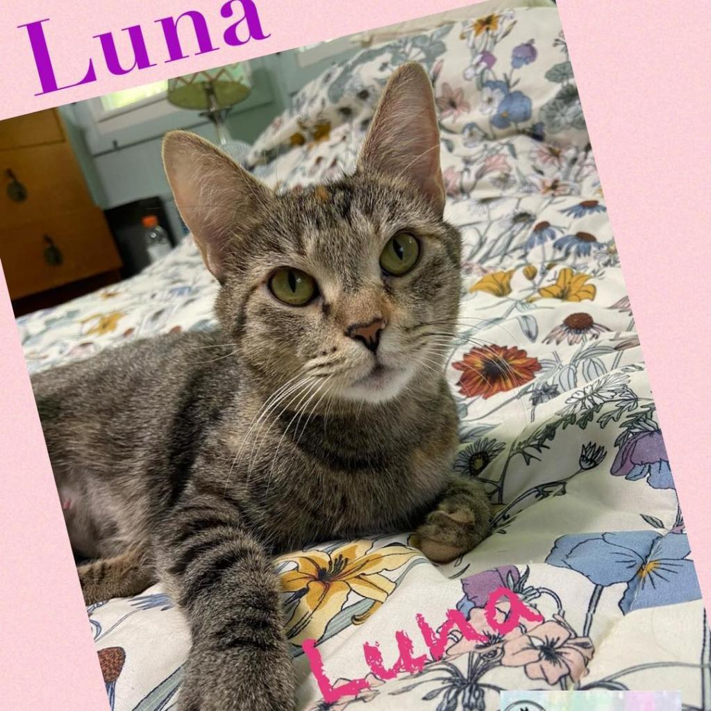 Luna, Adoptable, Adult Female Domestic Short Hair.