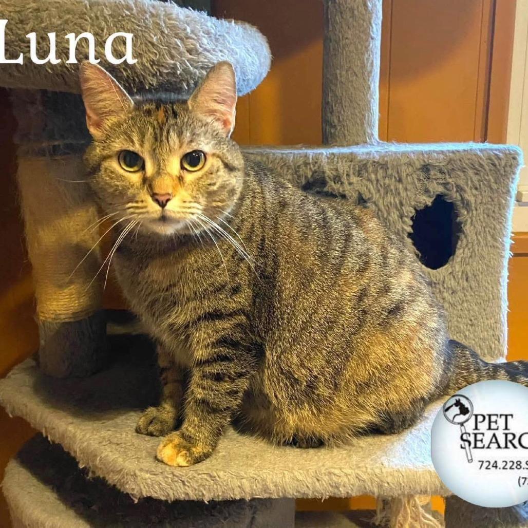 Enlarge Luna, a Adoptable Domestic Short Hair in Washington, PA image 2/2