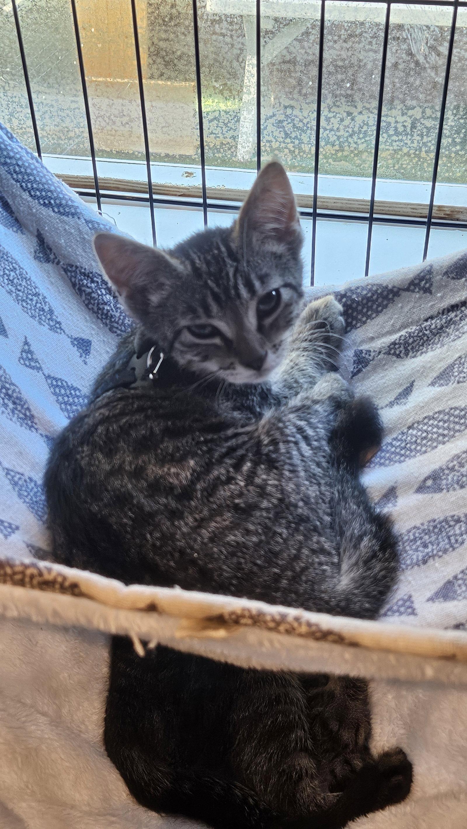 Enlarge Gracie, a Adopted Domestic Short Hair in Antioch, CA image 1/2