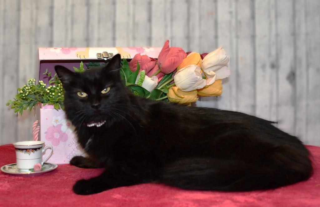 Matilda, Adoptable, Adult Female Domestic Long Hair.