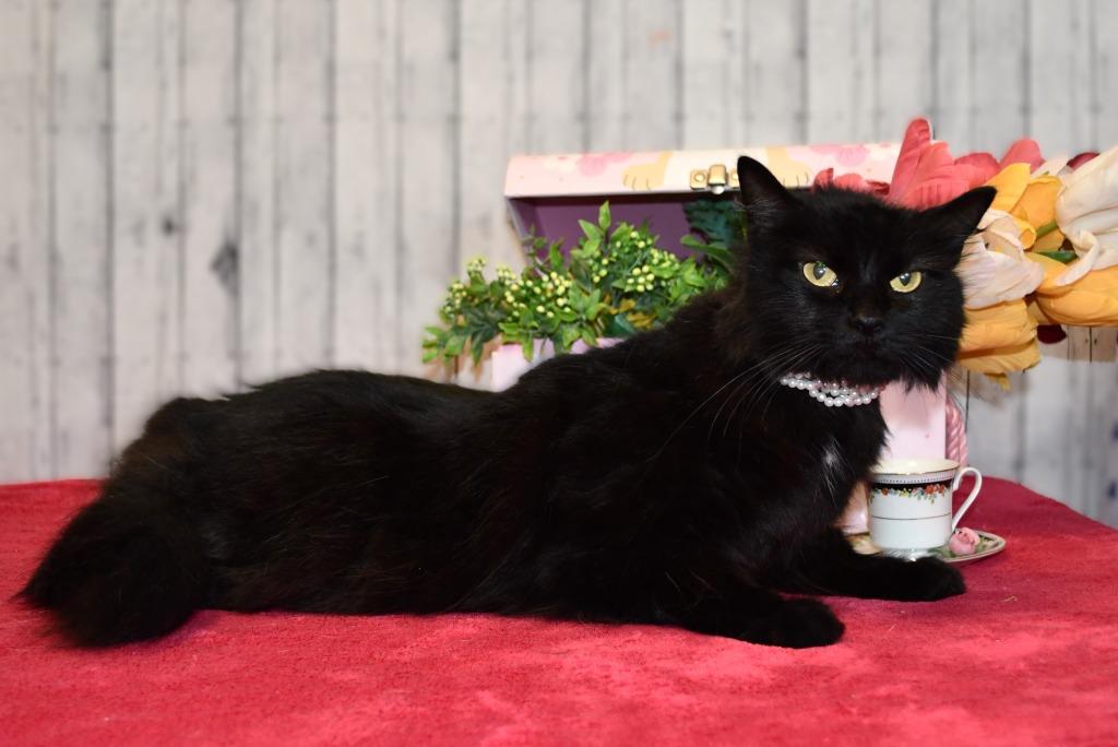 Enlarge Matilda, a Adoptable mixed breed in Roanoke, TX image 2/3