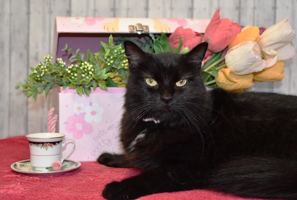 Enlarge Matilda, a Adoptable mixed breed in Roanoke, TX image 3/3