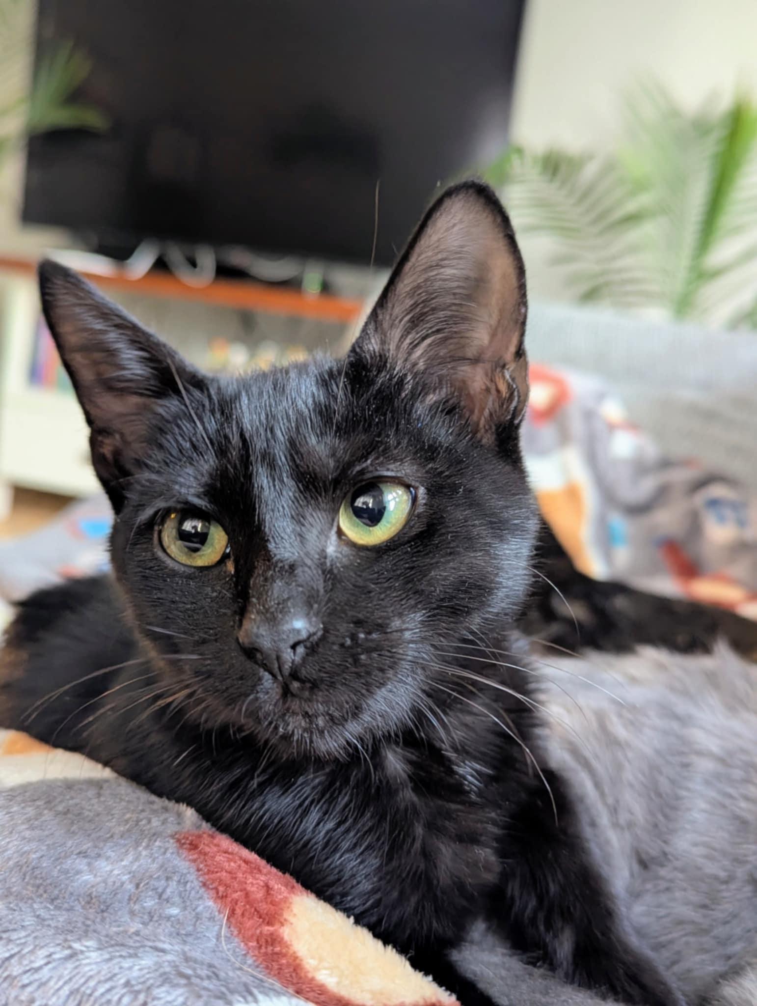Stormy(adoption fee sponsored), Adopted, Young Female Domestic Short Hair.