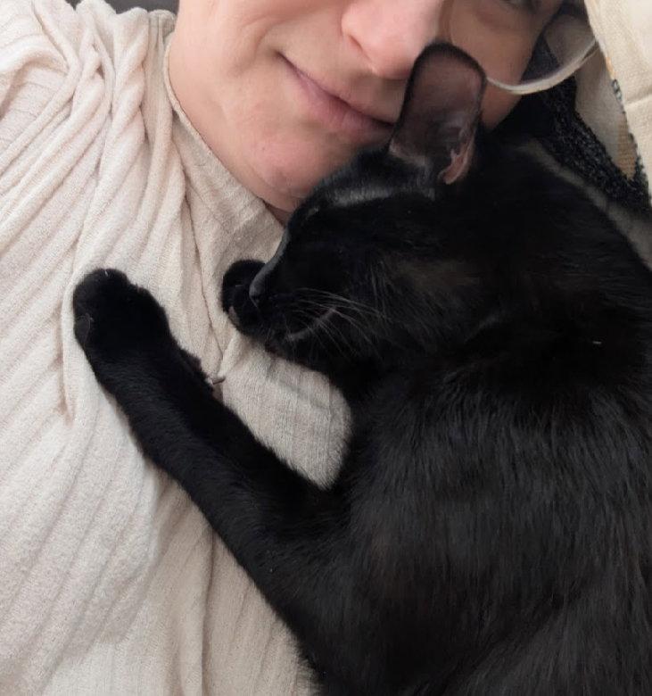 Enlarge Stormy(adoption fee sponsored), a Adopted Domestic Short Hair in West Des Moines, IA image 2/3