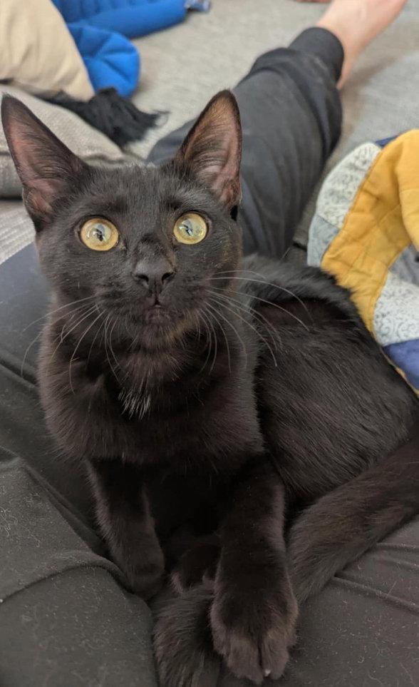 Enlarge Stormy(adoption fee sponsored), a Adopted Domestic Short Hair in West Des Moines, IA image 3/3