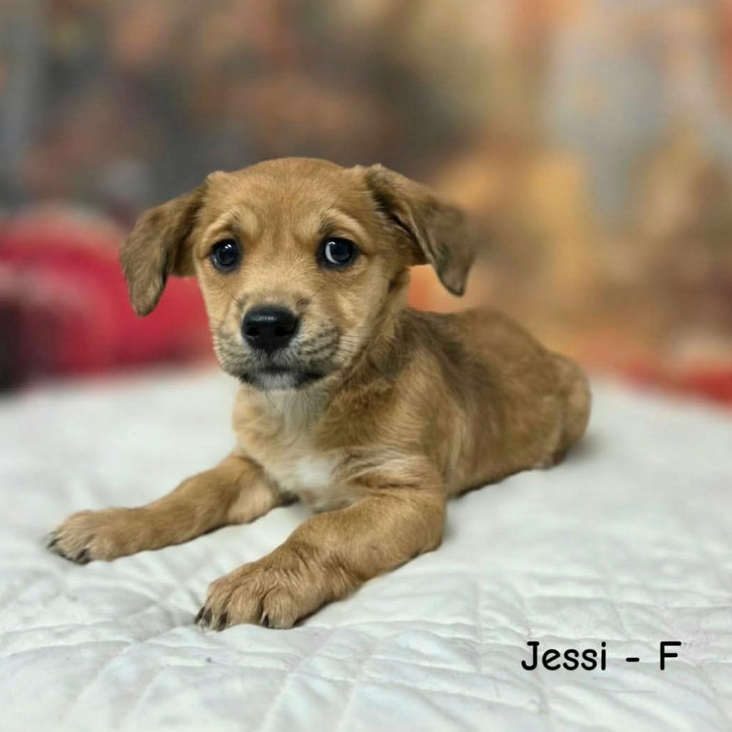 Jessi, Adoptable, Puppy Female Terrier & Mixed Breed.