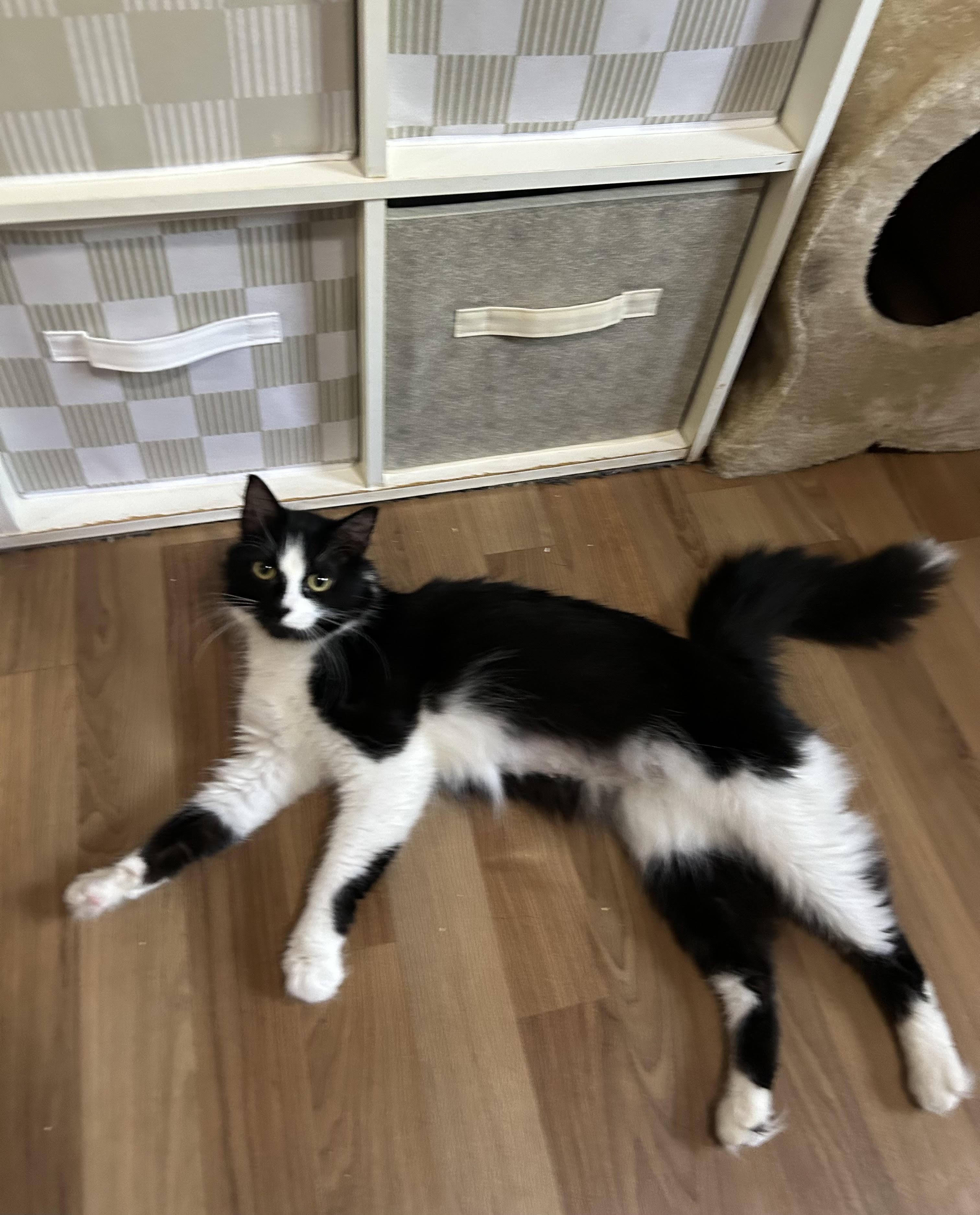Enlarge Willow, an adopted Domestic Long Hair in Herculaneum, MO image 1/1