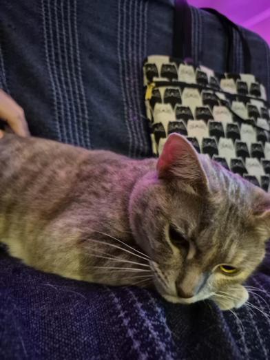 Amber — thumbnail 2