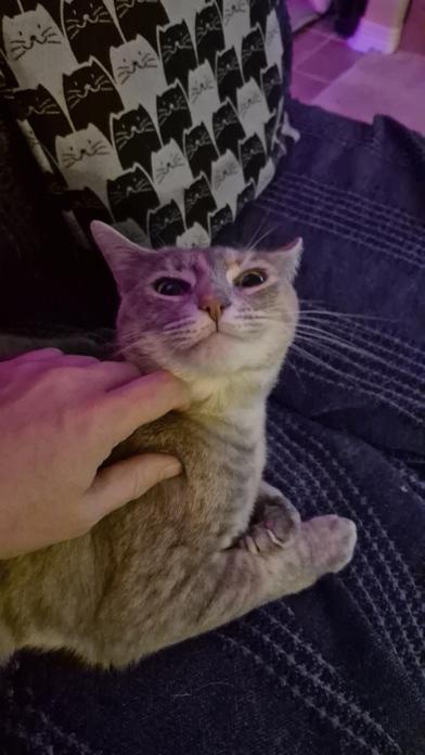 Amber — thumbnail 3