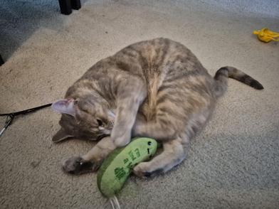 Amber — thumbnail 4