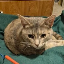 Amber — thumbnail 5