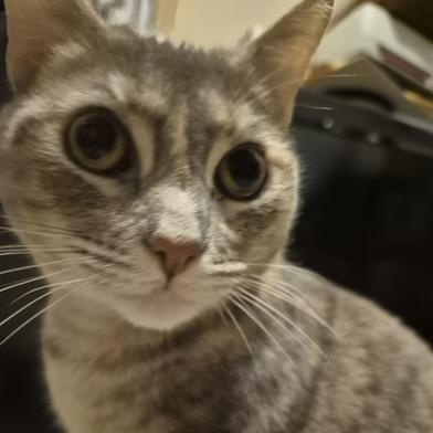 Amber — thumbnail 6