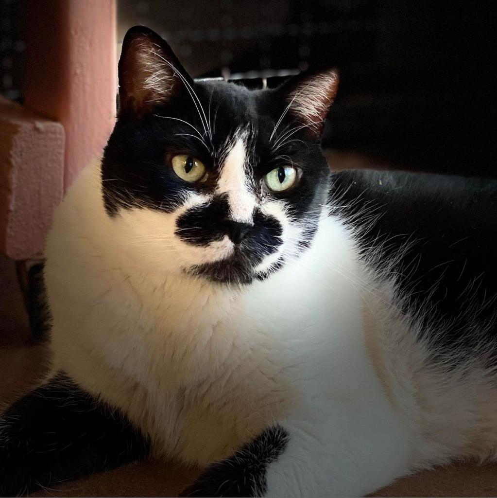 Koru — thumbnail 4