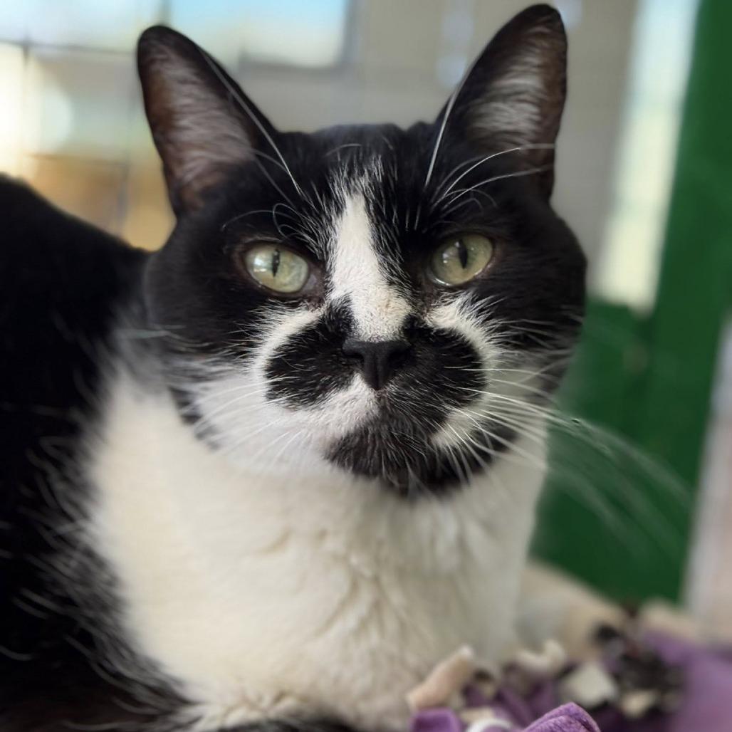 Koru — thumbnail 6