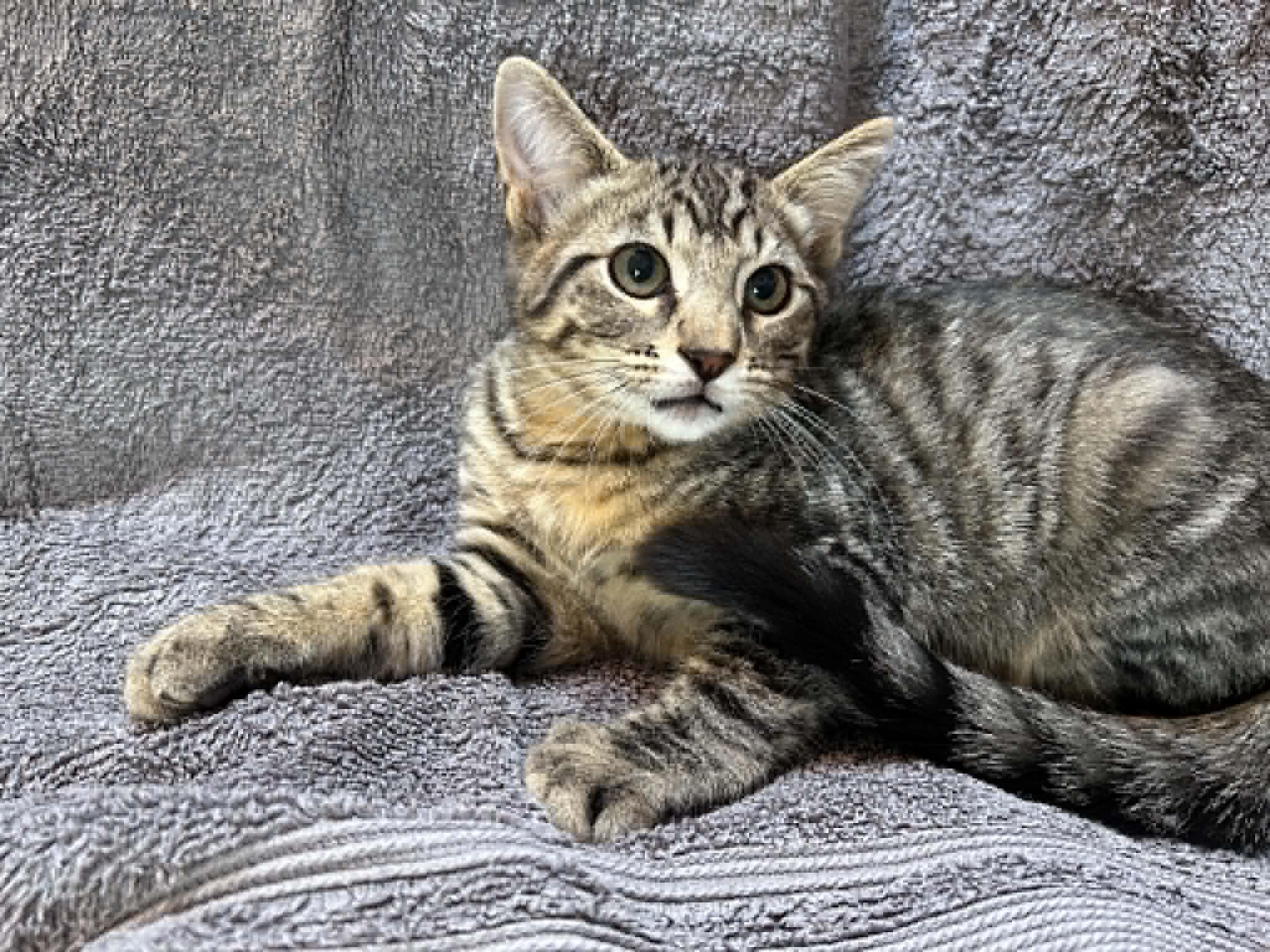 Ronan, ADOPTABLE, Kitten Male Domestic Short Hair.