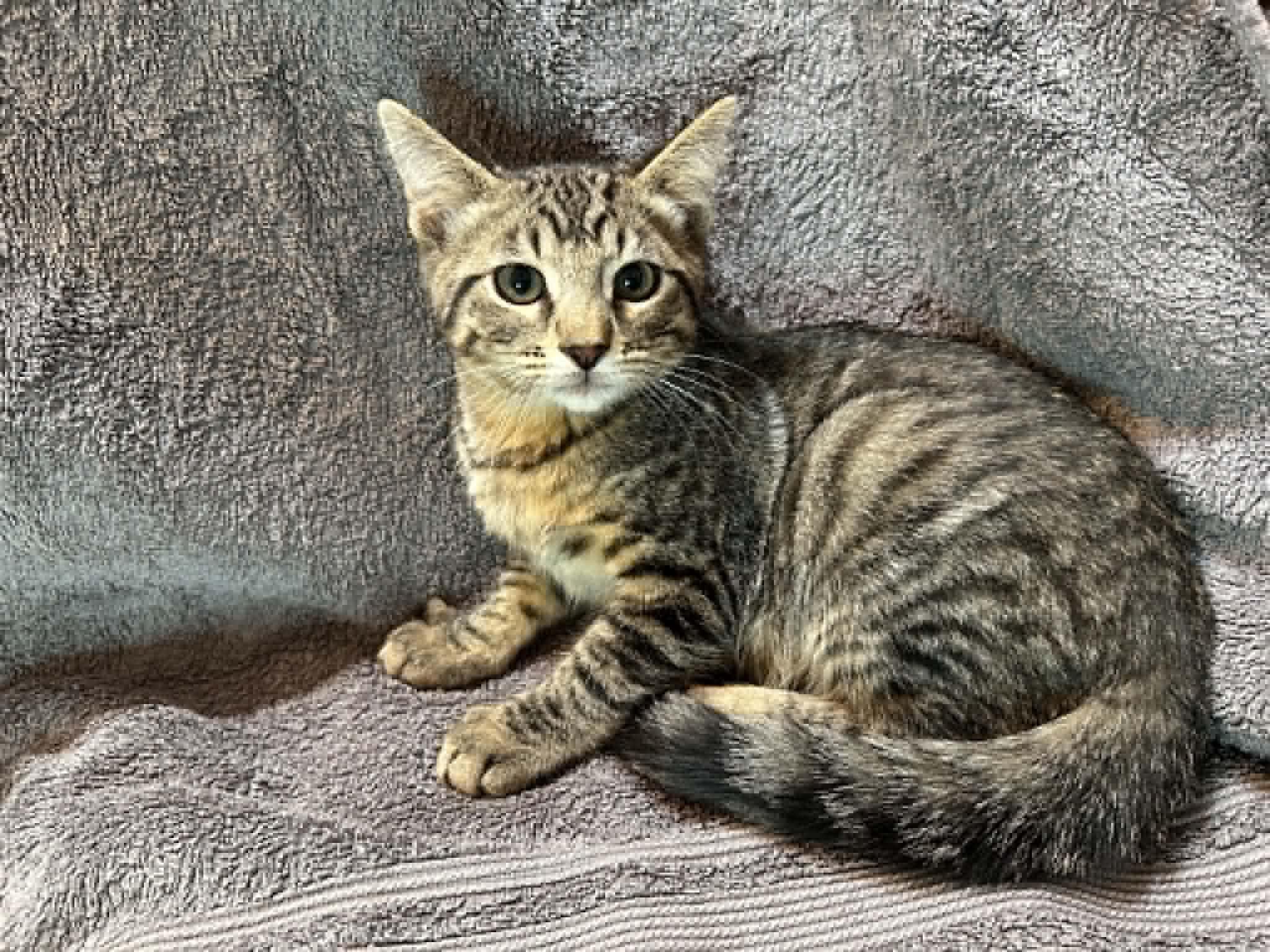 Enlarge Ronan, a ADOPTABLE Domestic Short Hair in Portland, OR image 2/2