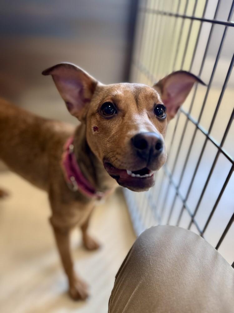 Enlarge Meredith, a Adoptable mixed breed in Kalamazoo, MI image 1/1