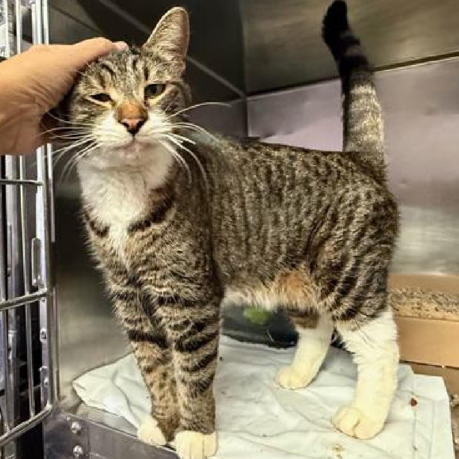 Tinkerbell, Adoptable, Adult Female Domestic Short Hair.