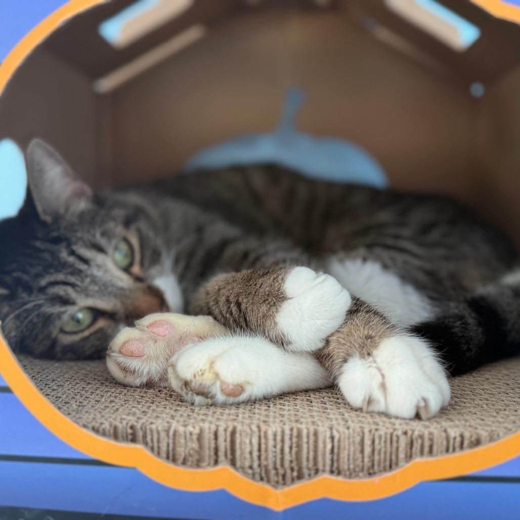 Enlarge Tinkerbell, a Adoptable Domestic Short Hair in New Fairfield, CT image 2/6