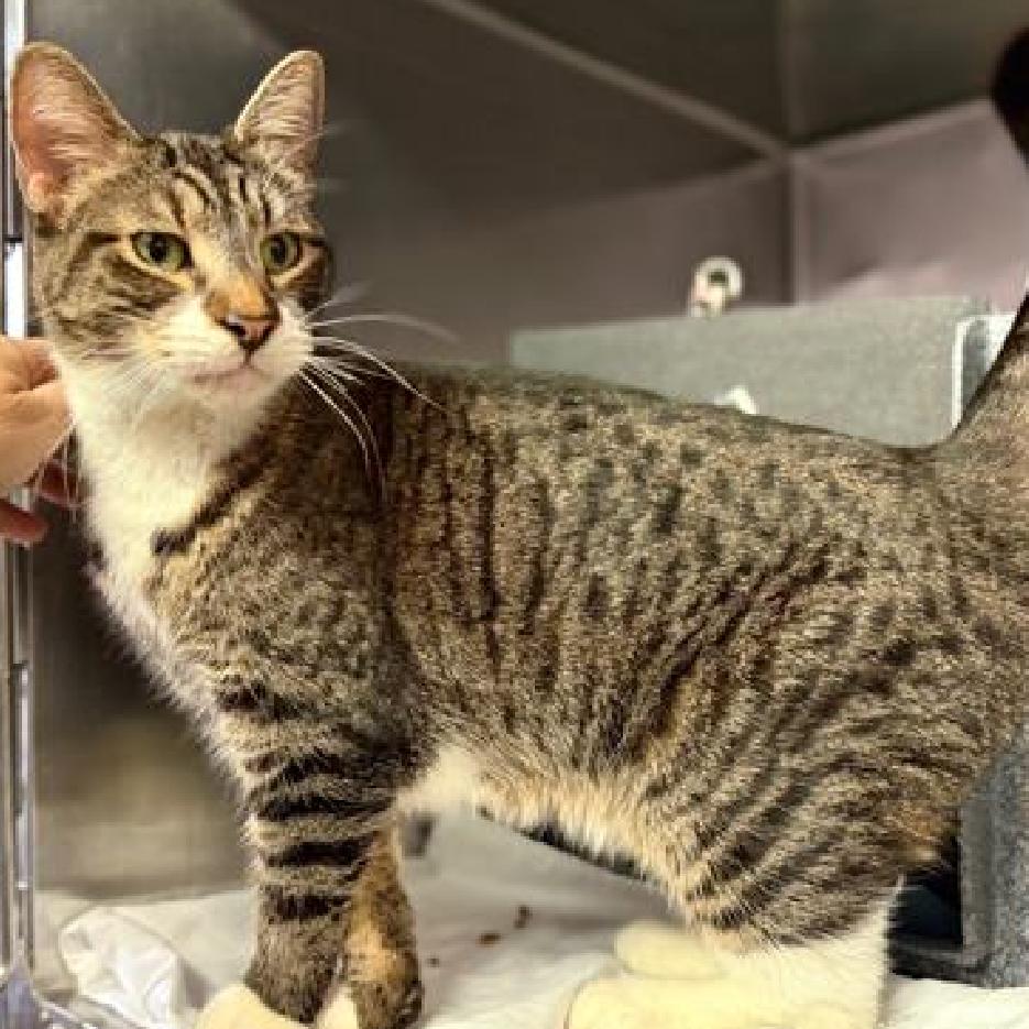 Enlarge Tinkerbell, a Adoptable Domestic Short Hair in New Fairfield, CT image 3/6