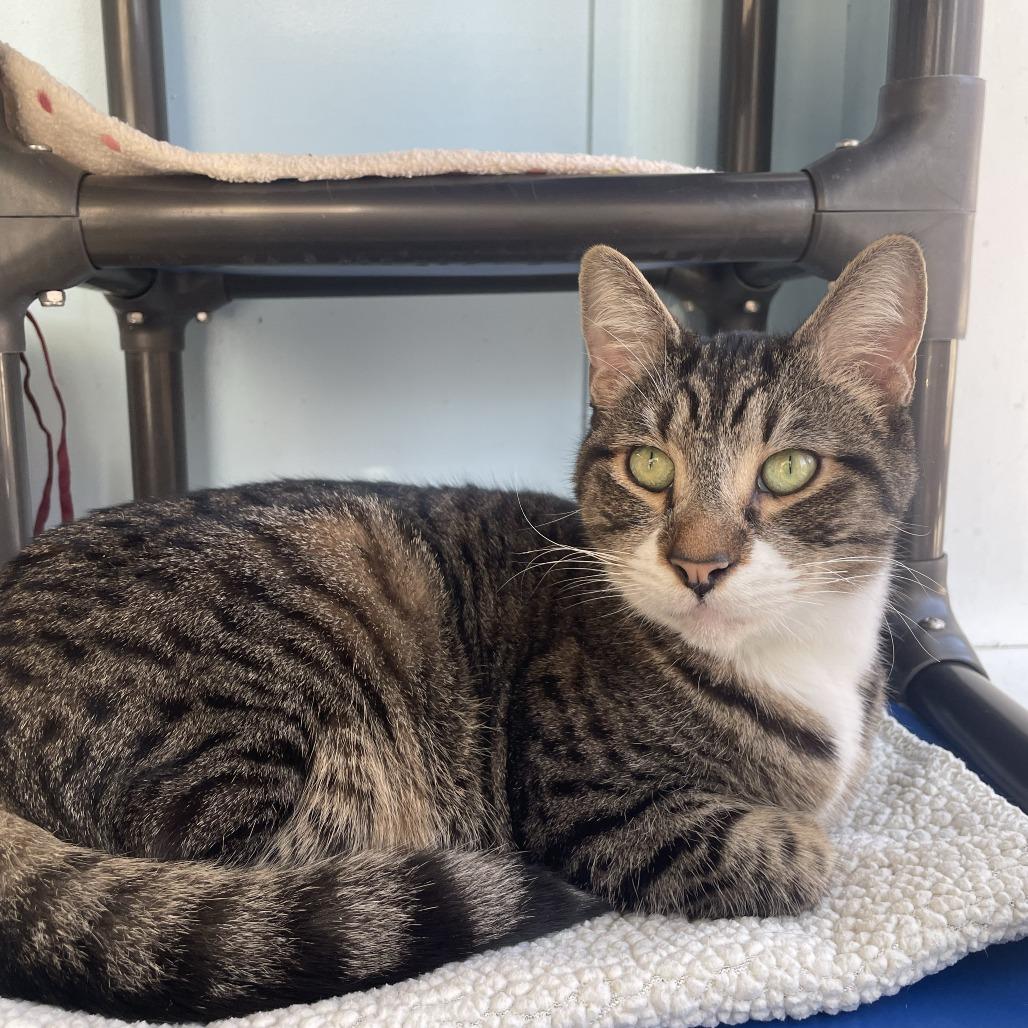 Enlarge Tinkerbell, a Adoptable Domestic Short Hair in New Fairfield, CT image 4/6