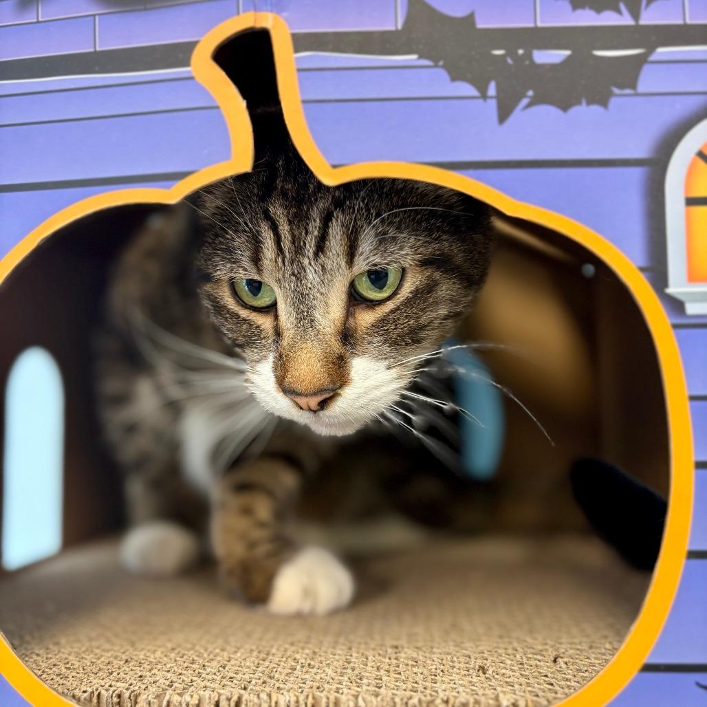 Enlarge Tinkerbell, a Adoptable Domestic Short Hair in New Fairfield, CT image 6/6