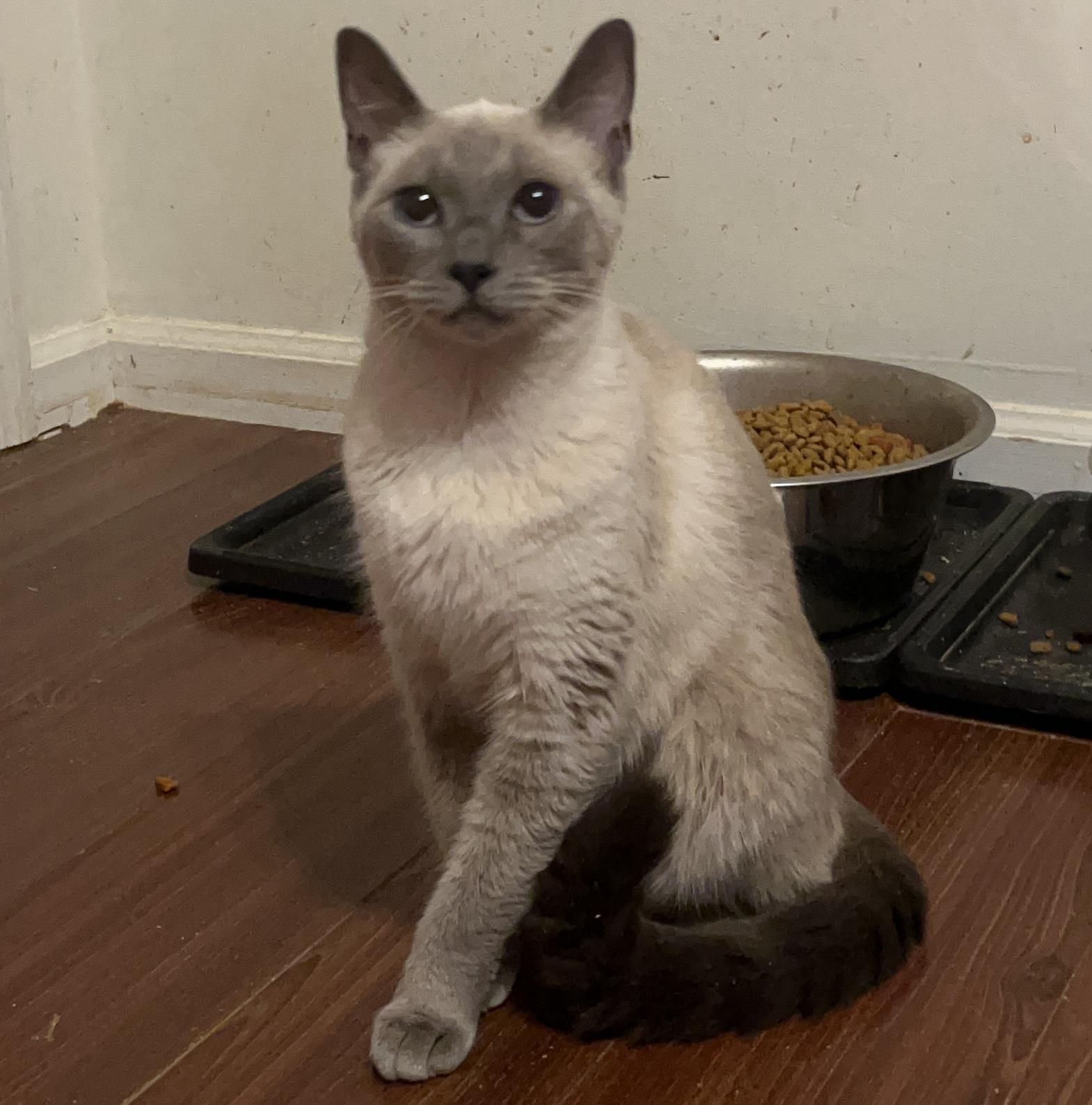 Lucy, adoptable, Adult Female Siamese.