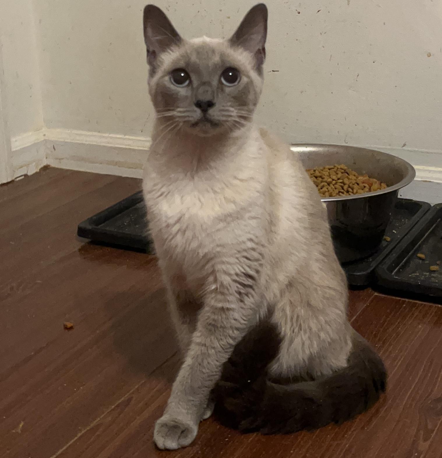 Enlarge Lucy, an adoptable Siamese in Columbia, SC image 2/4
