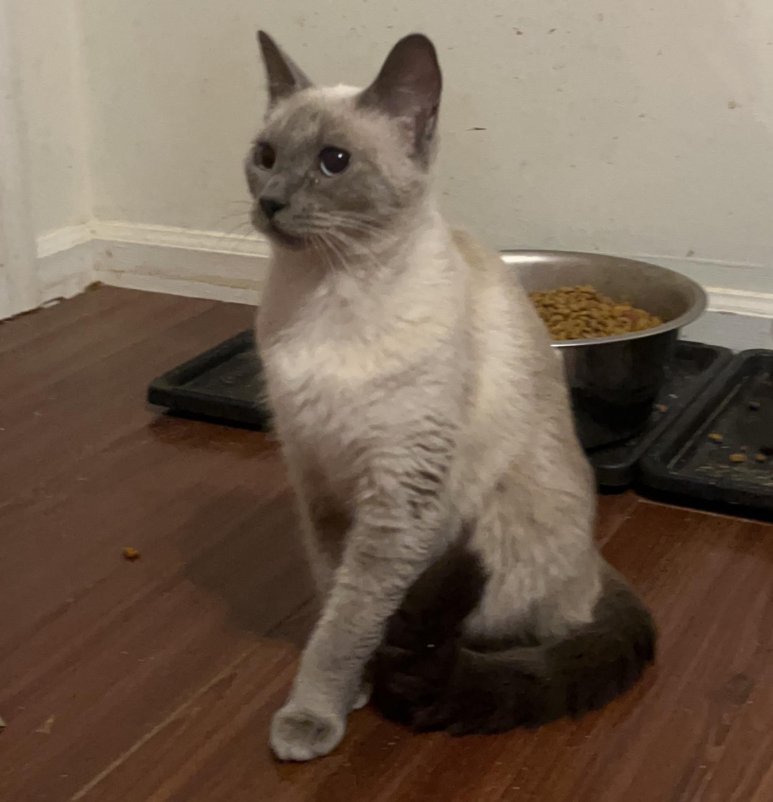 Enlarge Lucy, an adoptable Siamese in Columbia, SC image 3/4