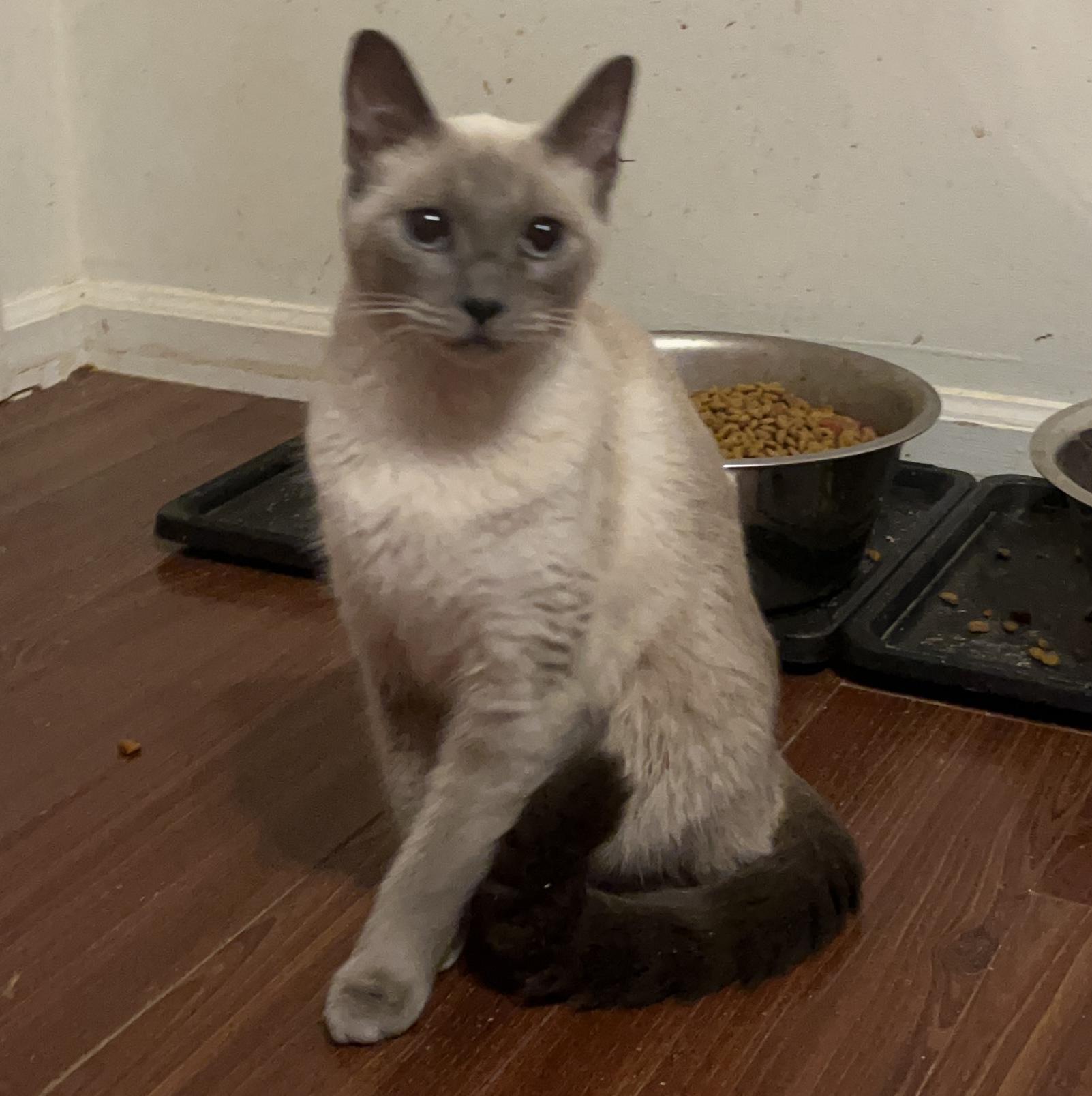 Enlarge Lucy, an adoptable Siamese in Columbia, SC image 4/4