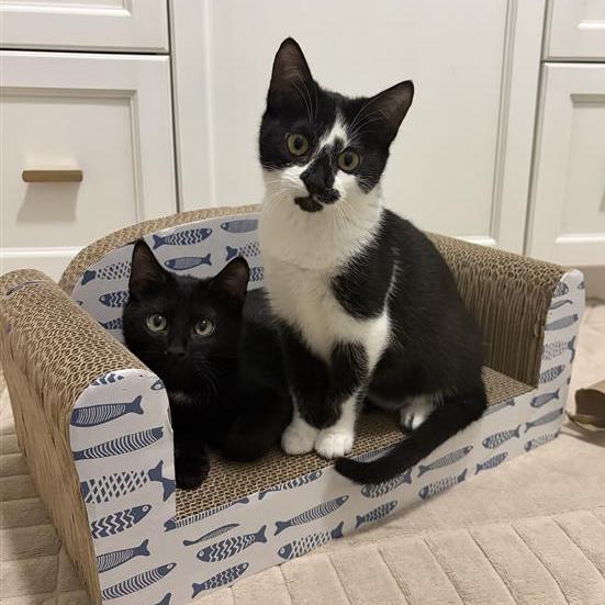 Spark — thumbnail 2