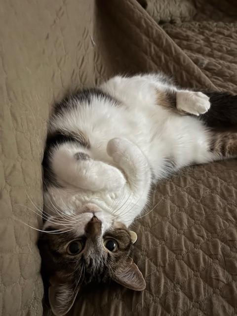 Olive, a ADOPTABLE Domestic Short Hair in St-Valerien, QC image 3/4