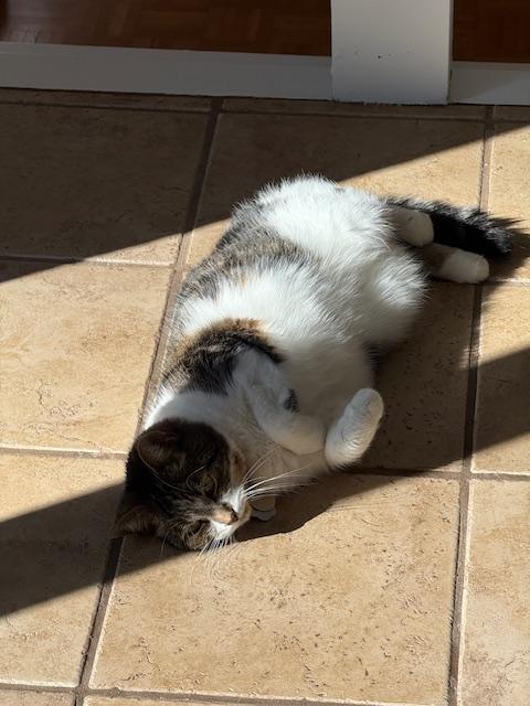 Olive, a ADOPTABLE Domestic Short Hair in St-Valerien, QC image 4/4