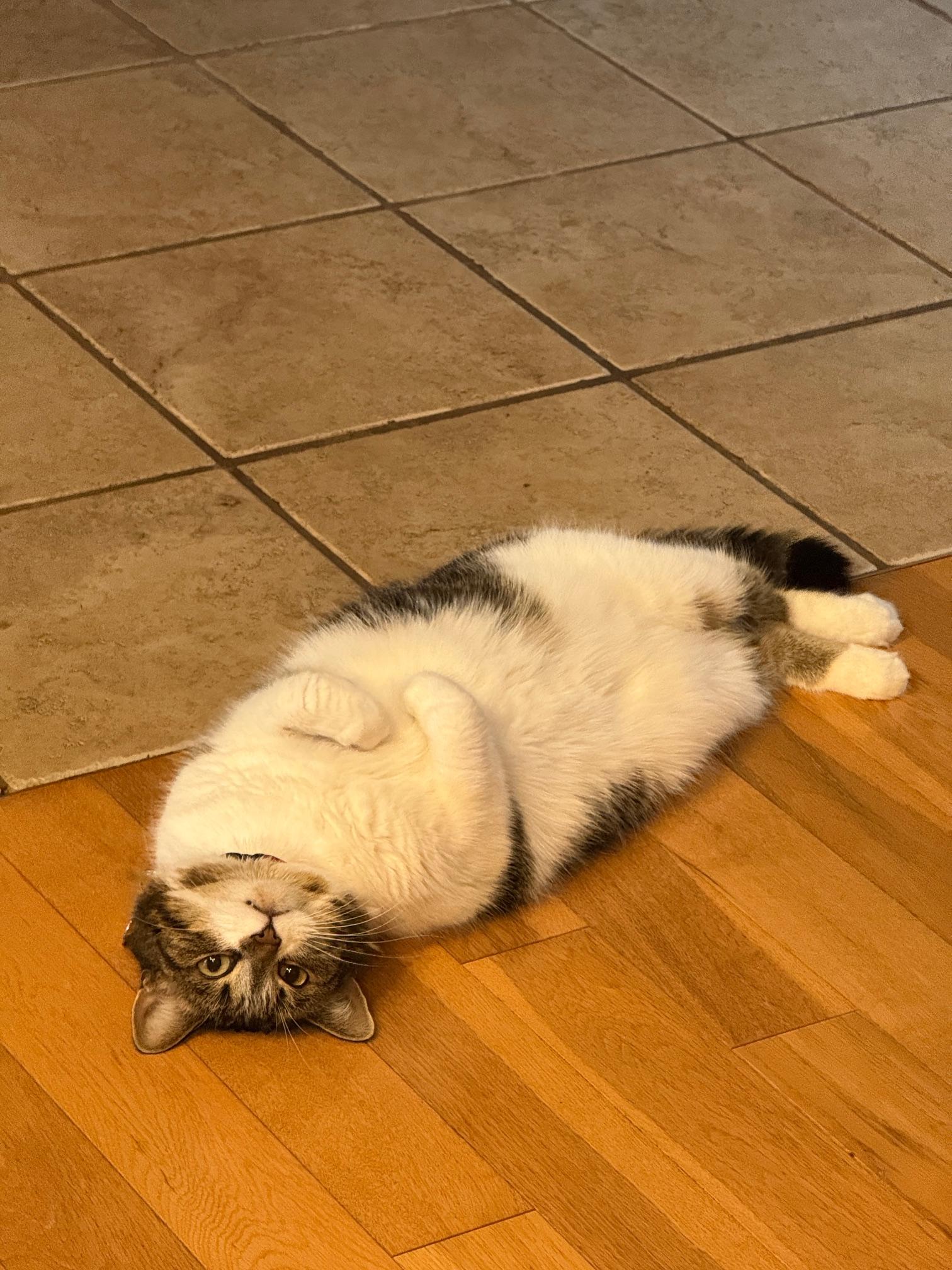 Olive, a ADOPTABLE Domestic Short Hair in St-Valerien, QC image 2/4