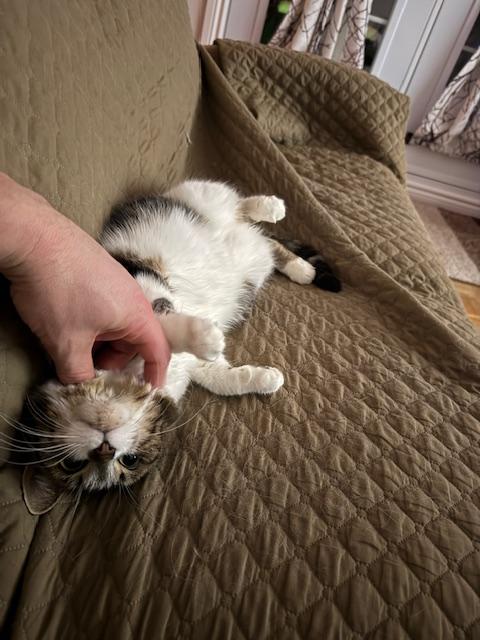 Olive, ADOPTABLE, Senior Female Domestic Short Hair.