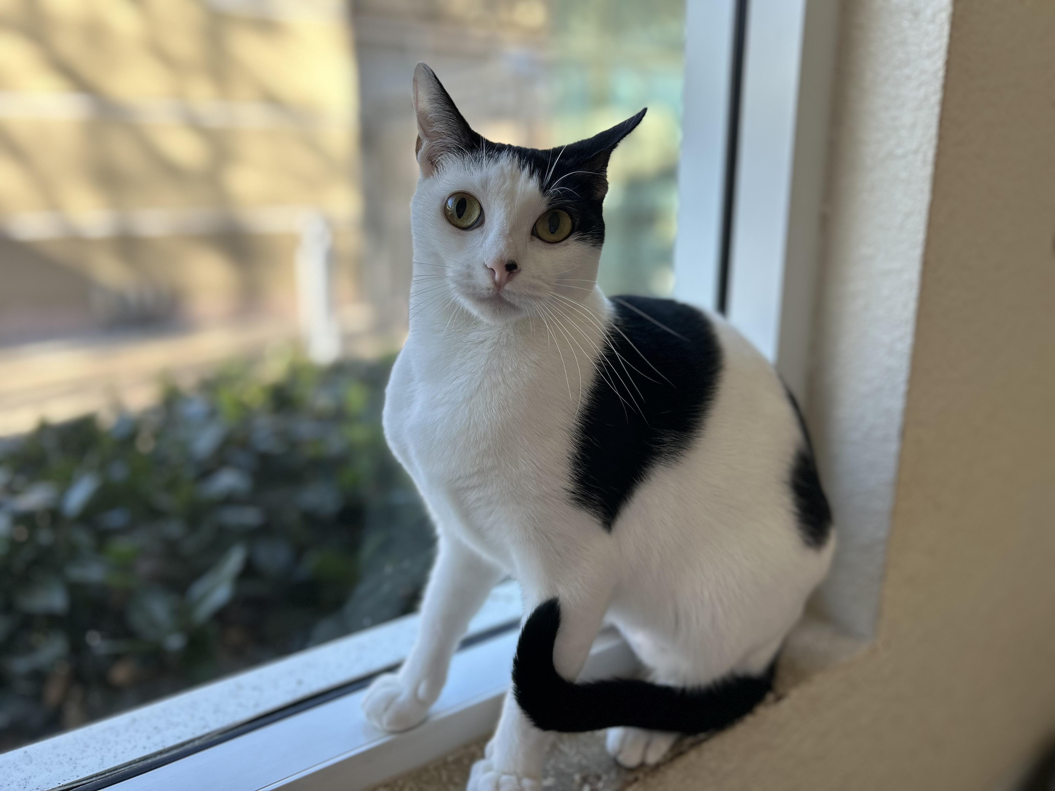 Enlarge Felicity, a ADOPTABLE Domestic Short Hair in Mission Viejo, CA image 1/1