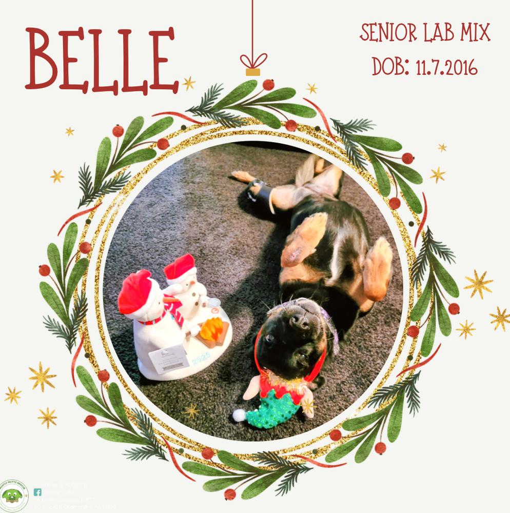 Belle (fka Beauty), Adoptable, Senior Female Labrador Retriever.